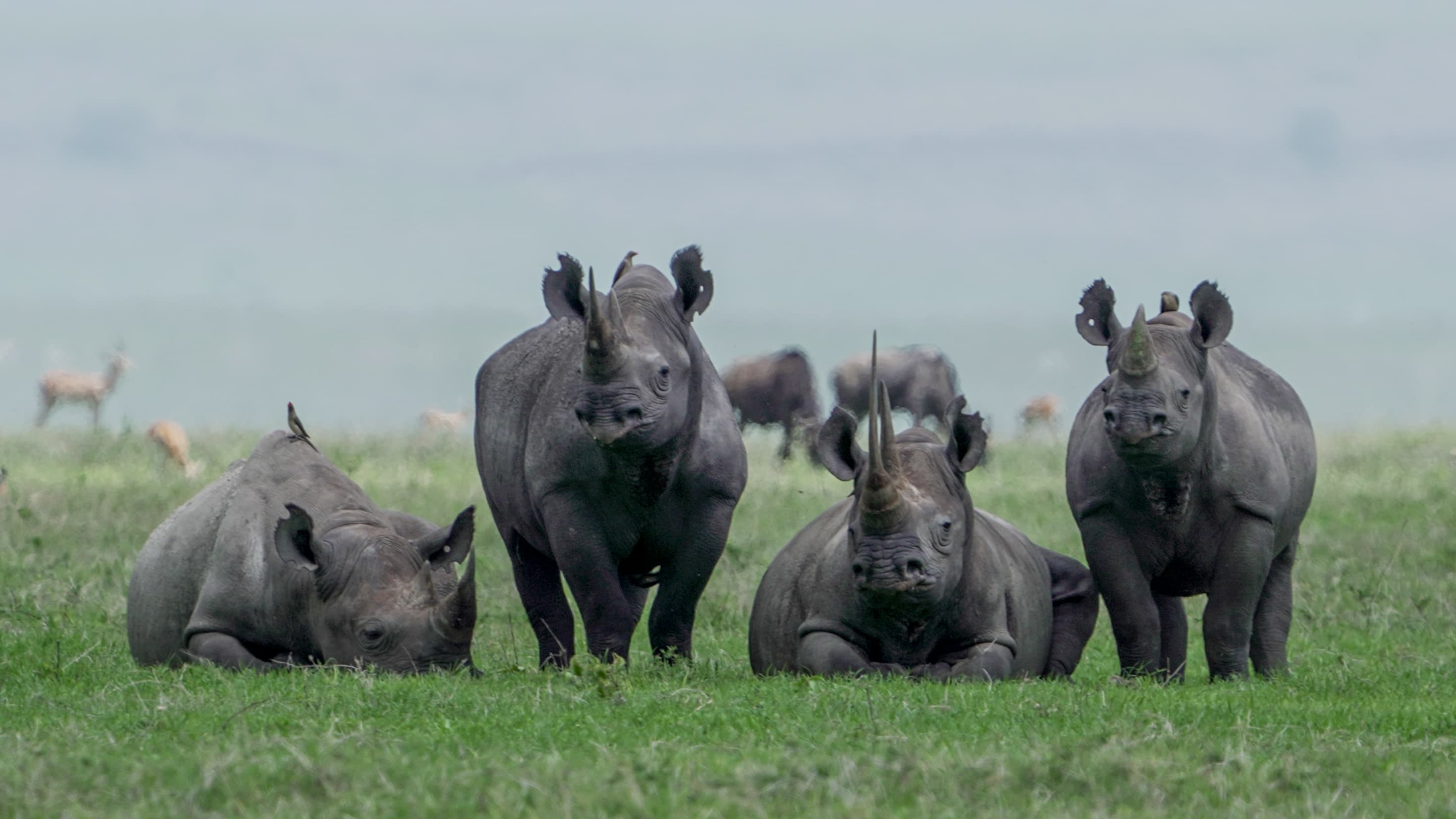 10-Day Tanzania Northern Circuit Lodge Safari