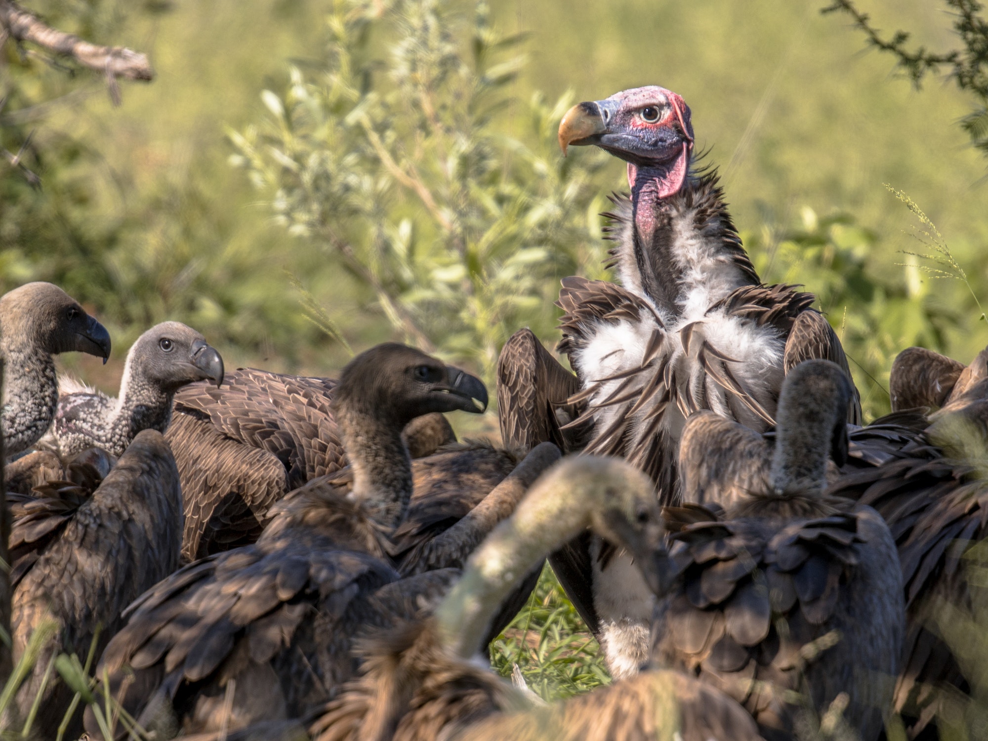 African vultures safari