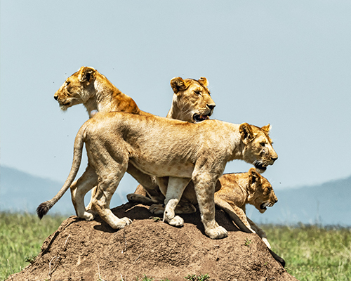 3-days-serengeti-and-ngorongoro