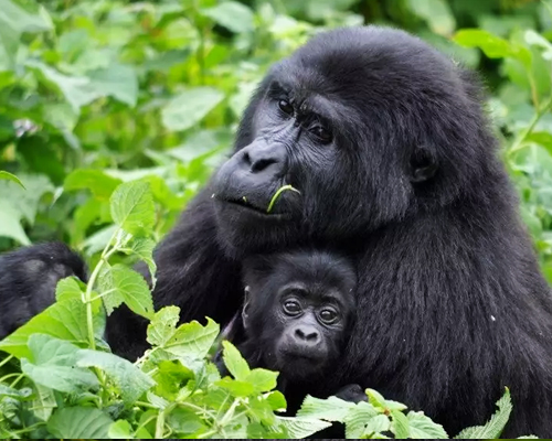 4-days-gorilla-and-chimpanzee