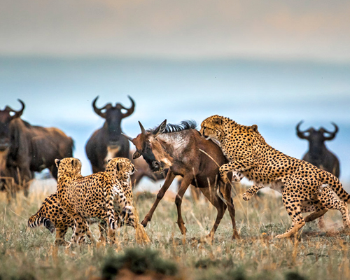 5-days-wildebeest-safari-in-serengeti