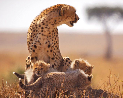 7-Days-kenya-wildlife-safari