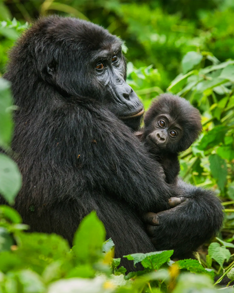 Uganda-gorilla-trip