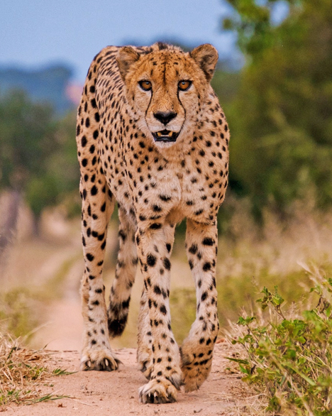 tanzania-wilflife-safaris