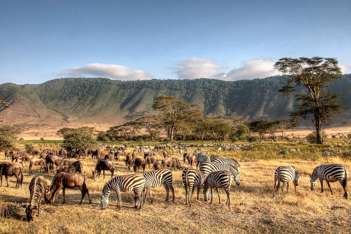 5-Day Budget Safari Adventure – Tarangire, Serengeti & Ngorongoro- Tanzania