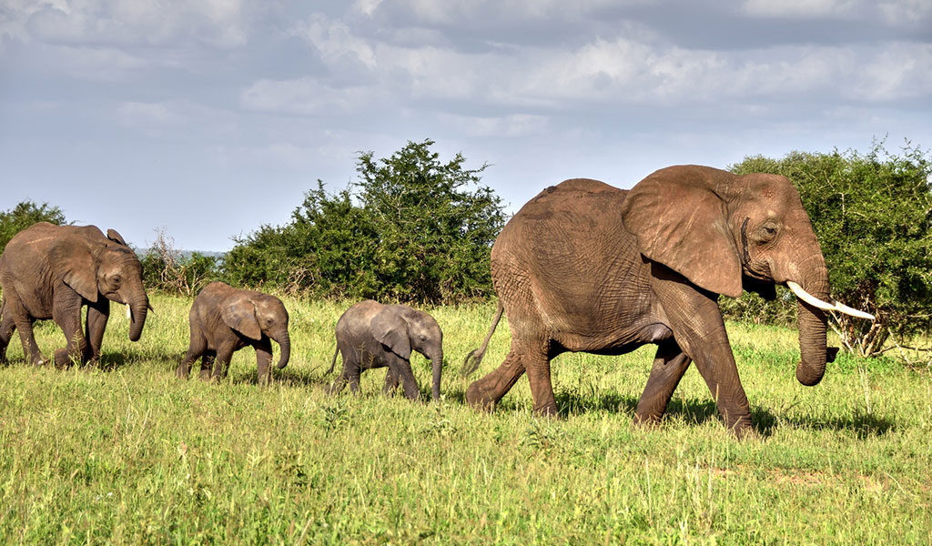9- Days Big Five Safari & Adventure Tanzania.