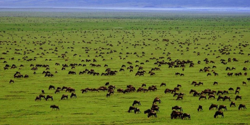 La photo migration-safariss.jpg a été réduite de 25.19 % le Saturday 16 April 2022 à 10:04 par Photo Réducteur v4.13 à télécharger sur https://www.emjysoft.com/
