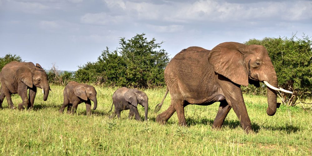 9- Days Big Five Safari & Adventure Tanzania.