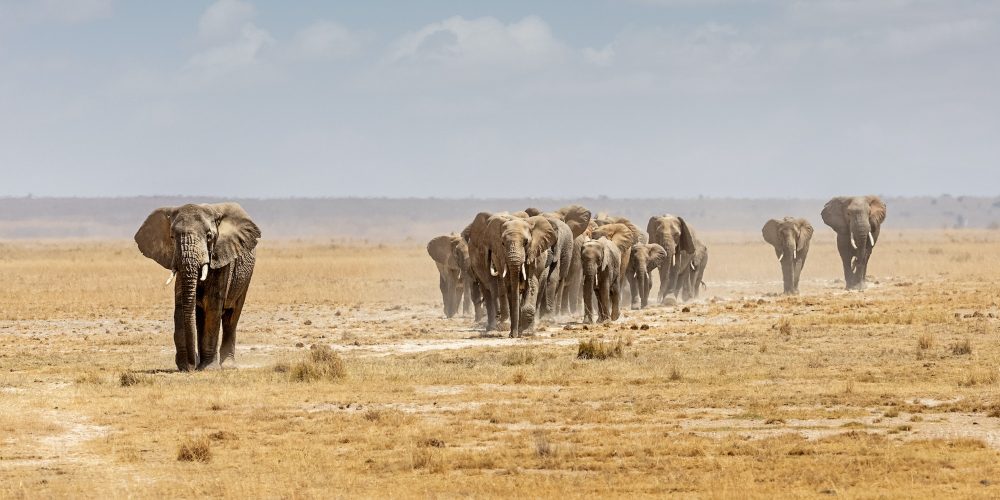 African Elephants Walking in a Line