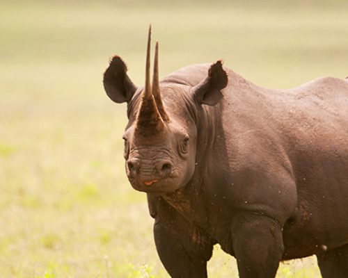 rhino-in-ngorongoro-Crater